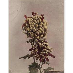 Kasumasa Ogawa, photographie albuminée d'un chrysanthème, Japon, 19e siècle 