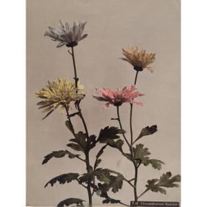 Kasumasa Ogawa, photographie albuminée d'un chrysanthème, Japon, 19e siècle