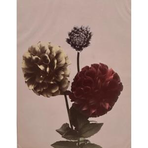 Kasumasa Ogawa, photographie albuminée de fleurs de dahlia, Japon, 19e siècle