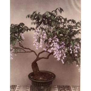 Photography. The Bonsai In Bloom, Albumen Print, Japan, 19th Century