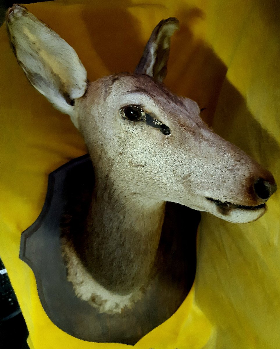 Grande Biche Taxidermie Année 60 Pour Cabinet De Curiosité Histoire Naturelle, Déco-photo-4