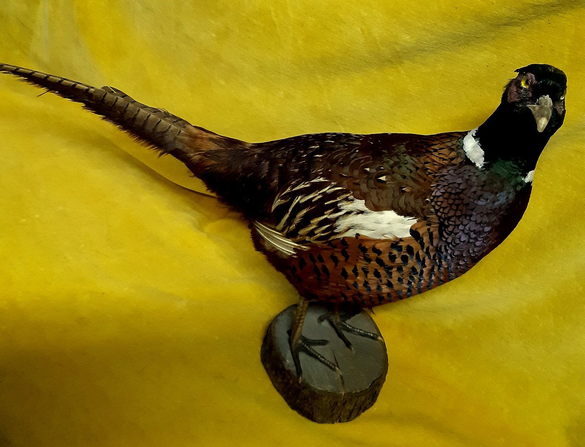 Pheasant Coq De Bruyere Taxidermy Cabinet Of Curiosity Science Collection Decoration-photo-3