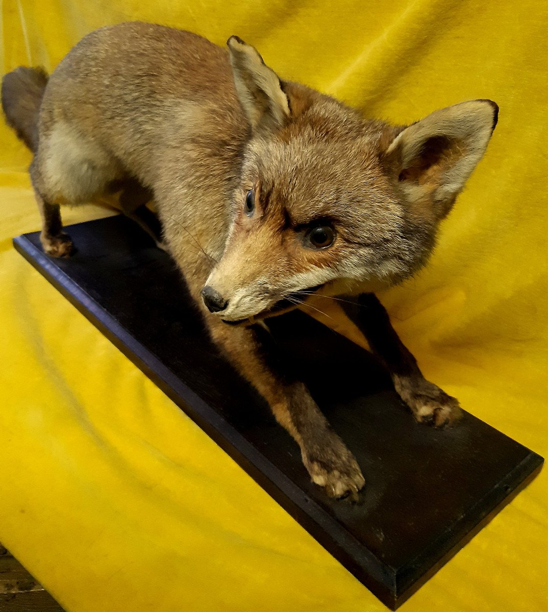 Fox Taxidermy Cabinet Of Curiosity Science Collection Decoration-photo-3