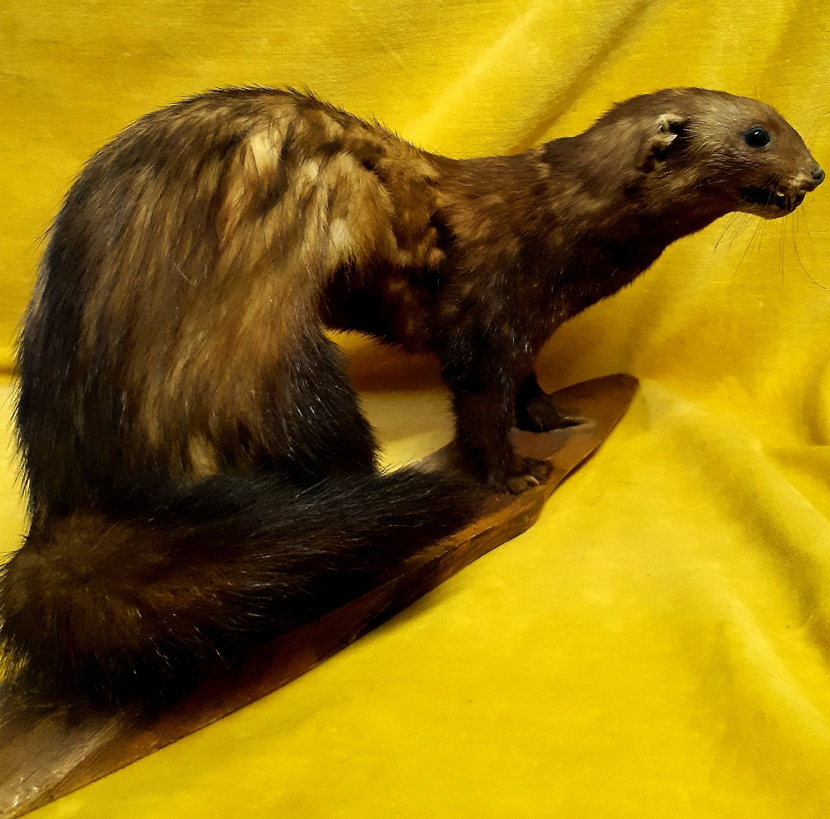 Weasel Weasel Taxidermy Cabinet Of Curiosity Science Decorative Collection-photo-4
