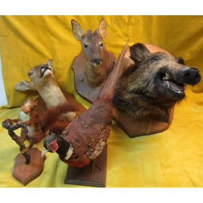 Taxidermie -Cabinet de Curiosité-Trophée-Science-Collection