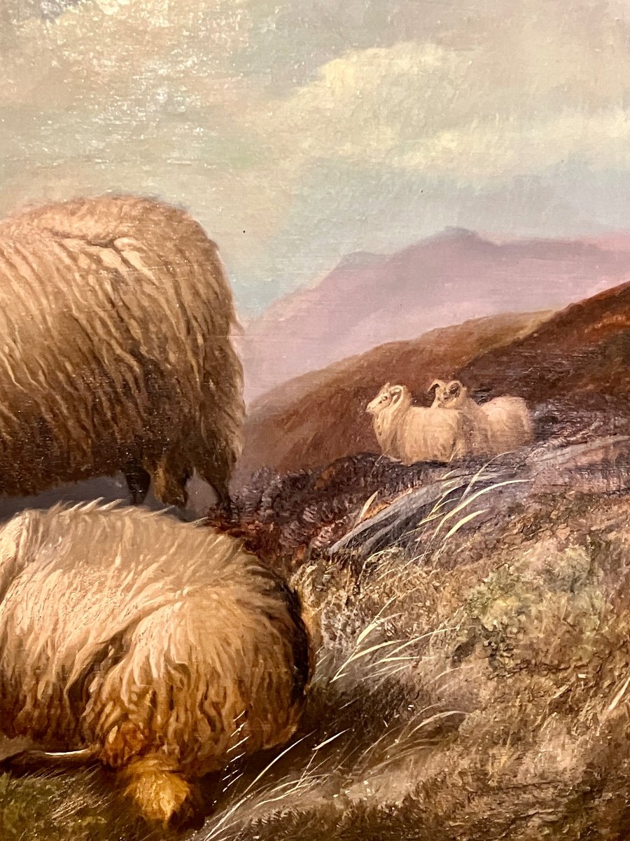 Moutons dans les highlands.-photo-3