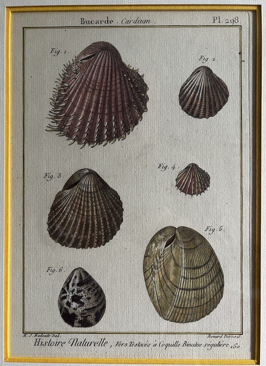 Enhanced Shell Engraving By Henri-joseph Redouté Executed By B. Direxit 18th Century.-photo-2