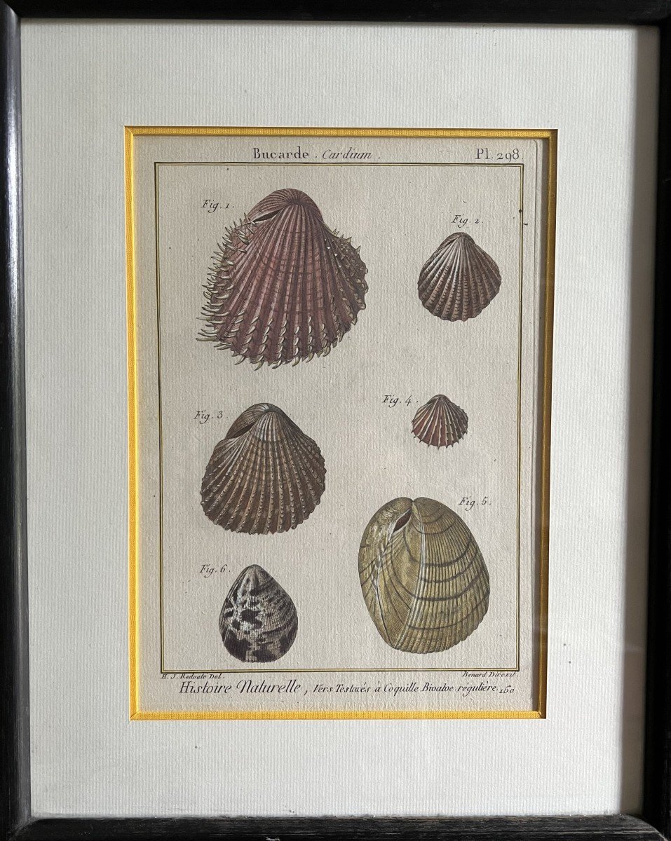 Enhanced Shell Engraving By Henri-joseph Redouté Executed By B. Direxit 18th Century.-photo-2