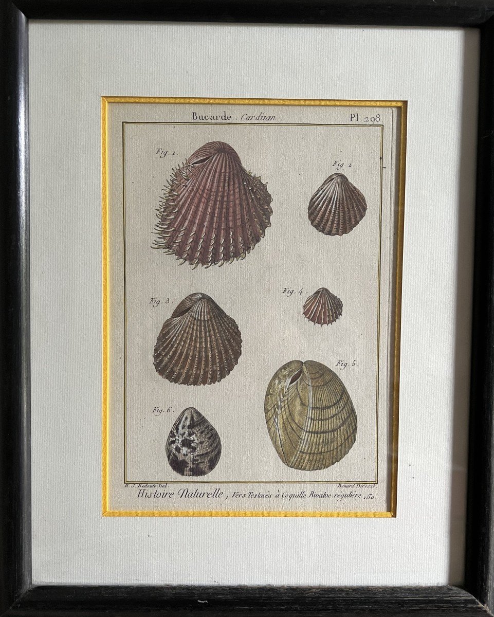 Enhanced Shell Engraving By Henri-joseph Redouté Executed By B. Direxit 18th Century.