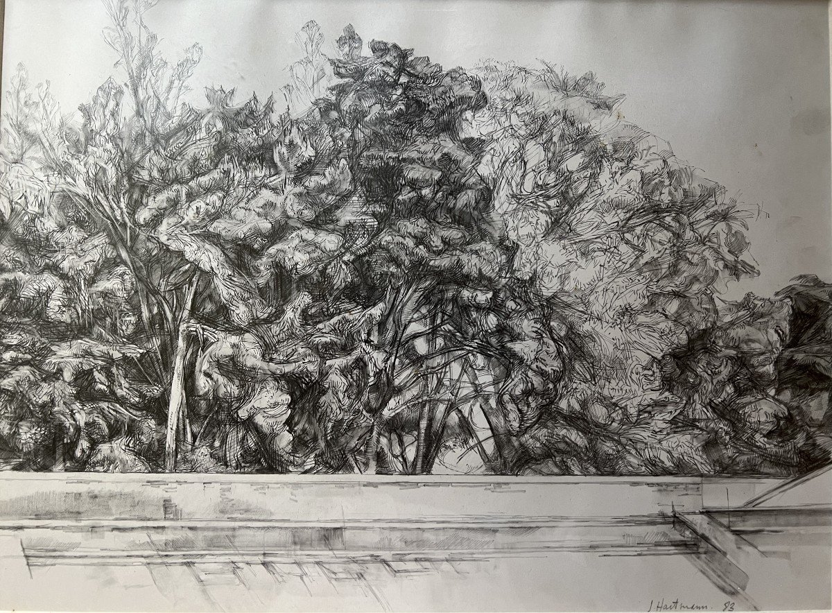 Dessin Crayon Et Fusain "arbres" De Jacques Hartmann