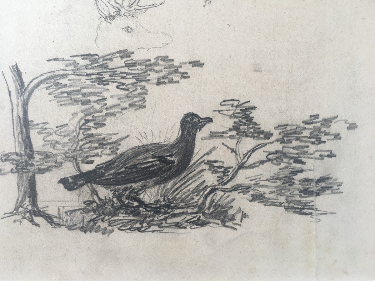 Dessin Exécuté Par Le  Duc Philippe d'Orléans  étude d'Oiseau Et Divers .-photo-3