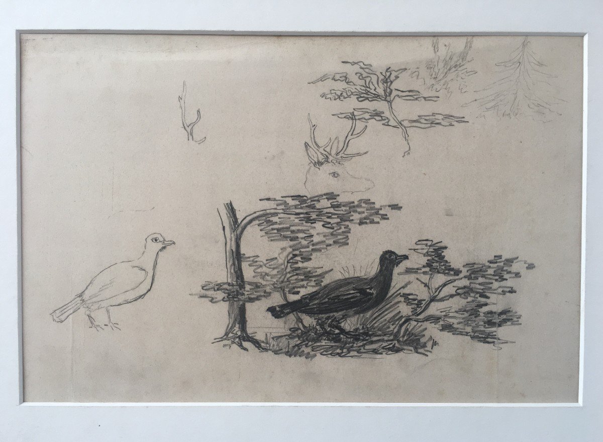 Dessin Exécuté Par Le  Duc Philippe d'Orléans  étude d'Oiseau Et Divers .