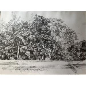 Pencil And Charcoal Drawing "trees" By Jacques Hartmann