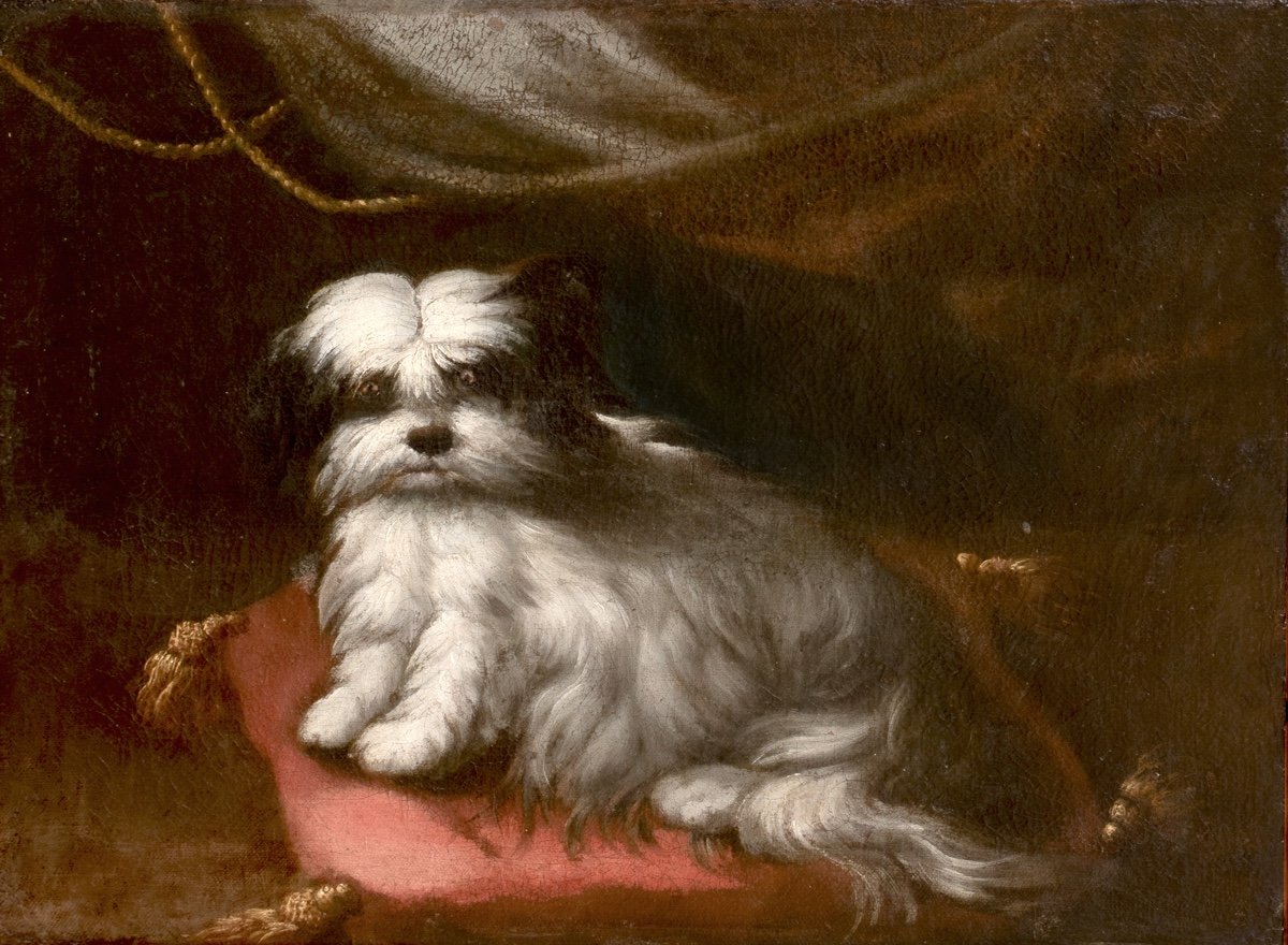 Portrait Of A Small Dog, 17th/18th Century Circle Of Francesco Fieravino (1611-1654)  -photo-4