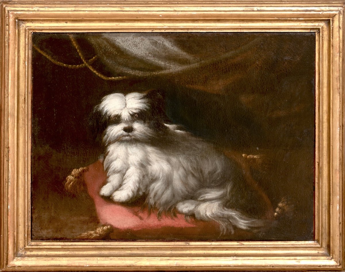 Portrait Of A Small Dog, 17th/18th Century Circle Of Francesco Fieravino (1611-1654)  