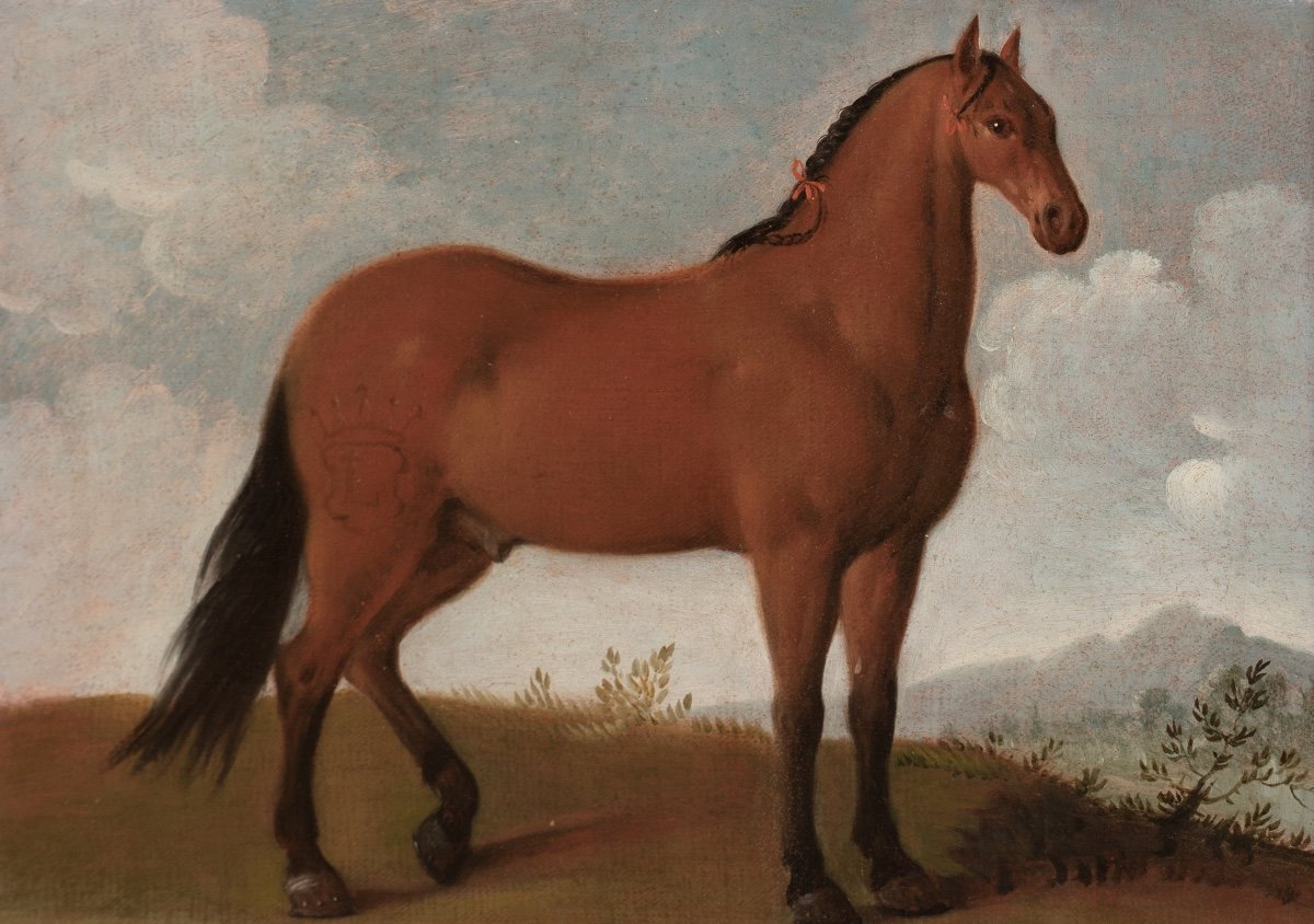 Portrait d'Un Cheval, Favori Du Roi Louis XIV, XVIIe Siècle  école Française -photo-2