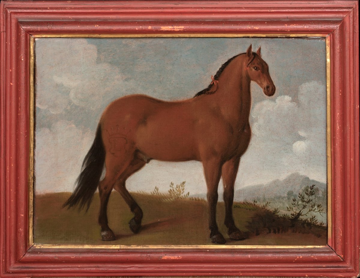 Portrait d'Un Cheval, Favori Du Roi Louis XIV, XVIIe Siècle  école Française 