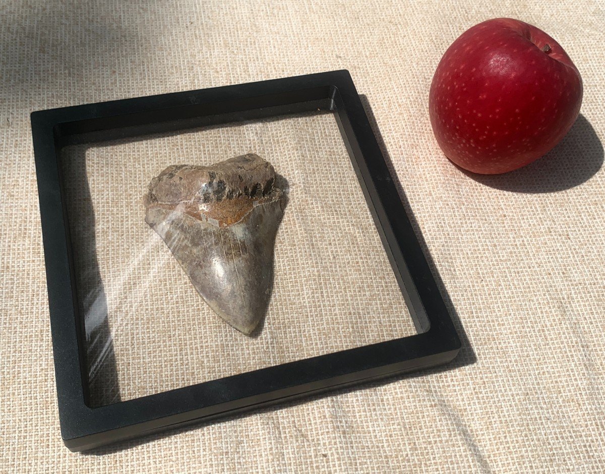 Prehistory 23 To 3.6 Million Years Old , Megalodon Giant Fossil Tooth 10,5cm High -photo-3