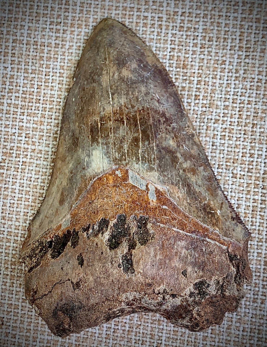 Prehistory 23 To 3.6 Million Years Old , Megalodon Giant Fossil Tooth 10,5cm High -photo-4