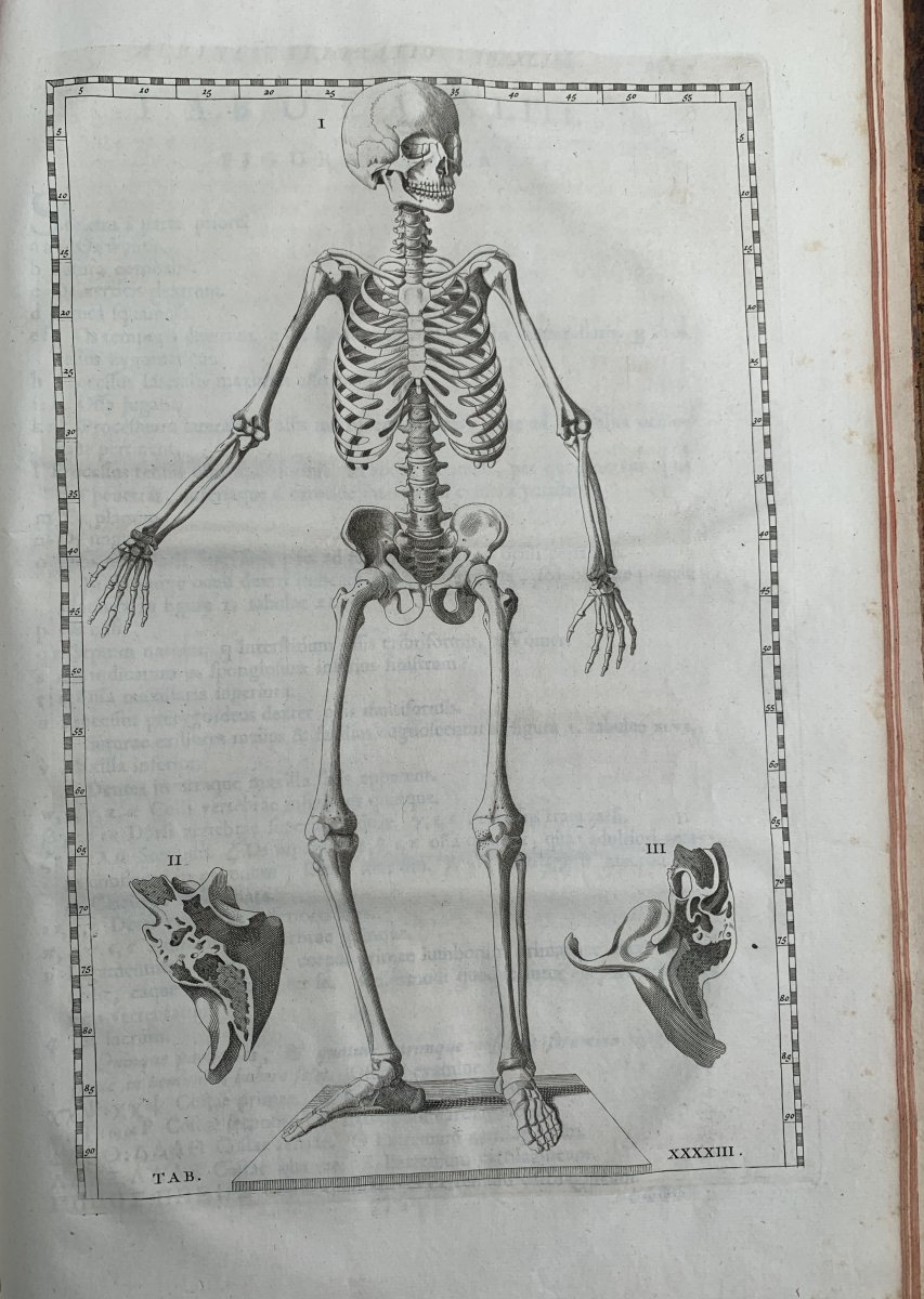 Livre d'Anatomie, 89 planches ALBINUS (Bernhard Siegfried), 1761-photo-6