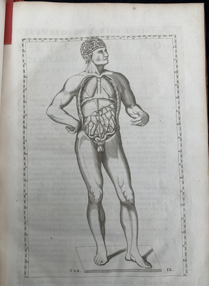 Livre d'Anatomie, 89 planches ALBINUS (Bernhard Siegfried), 1761-photo-7