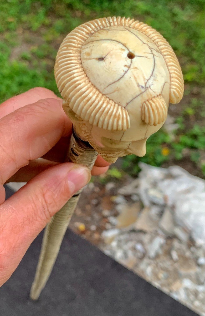 18th To 19th Cty Philippines Stunning & Very Rare Collection Snake Vettebrae Cane, St François Ivory Head Pommel-photo-2