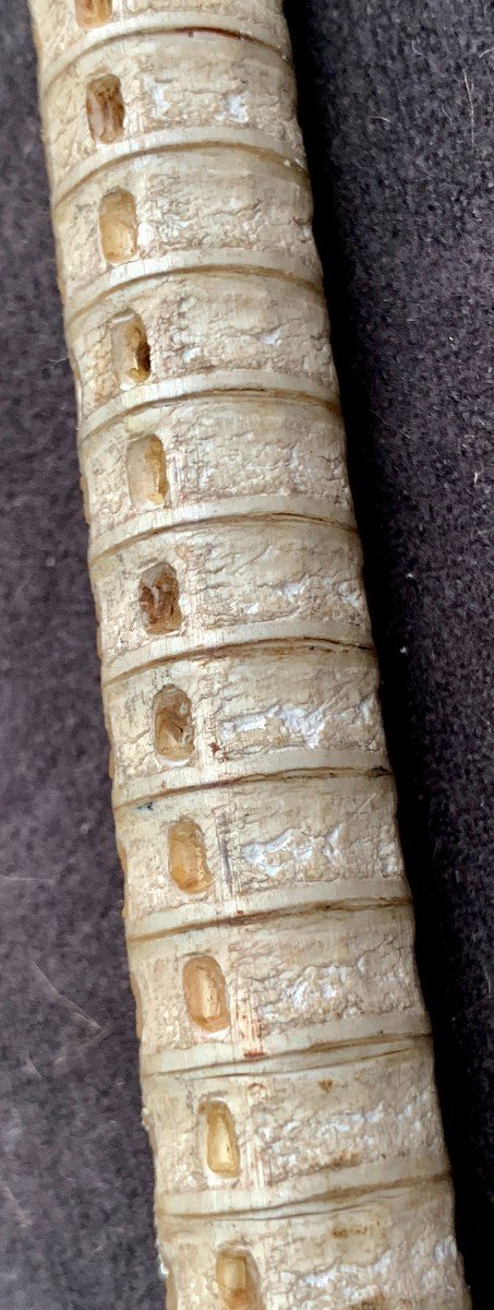 18th To 19th Cty Philippines Stunning & Very Rare Collection Snake Vettebrae Cane, St François Ivory Head Pommel-photo-5