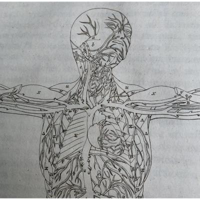 Livre d'Anatomie, 89 planches ALBINUS (Bernhard Siegfried), 1761