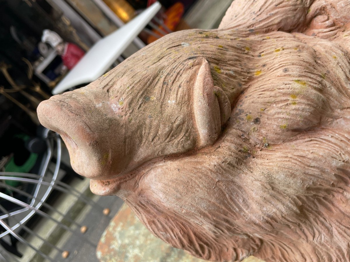 Galestro Colorobbia - Clay Boar's Head - High. : 38.5 Cm. -photo-5