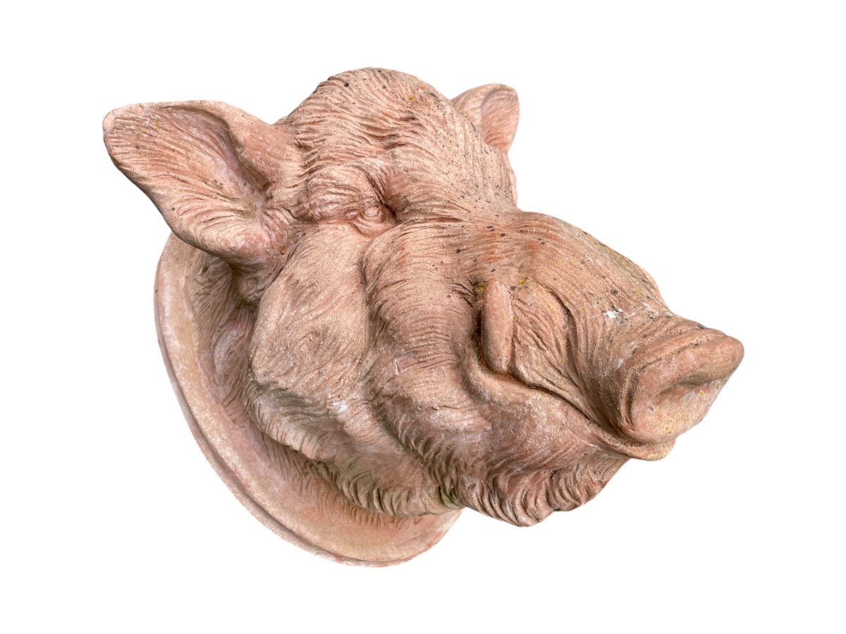 Galestro Colorobbia - Clay Boar's Head - High. : 38.5 Cm. 