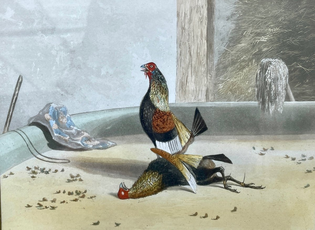 Set Of Six Enhanced English Engravings On Cockfighting, 19th Century. -photo-5