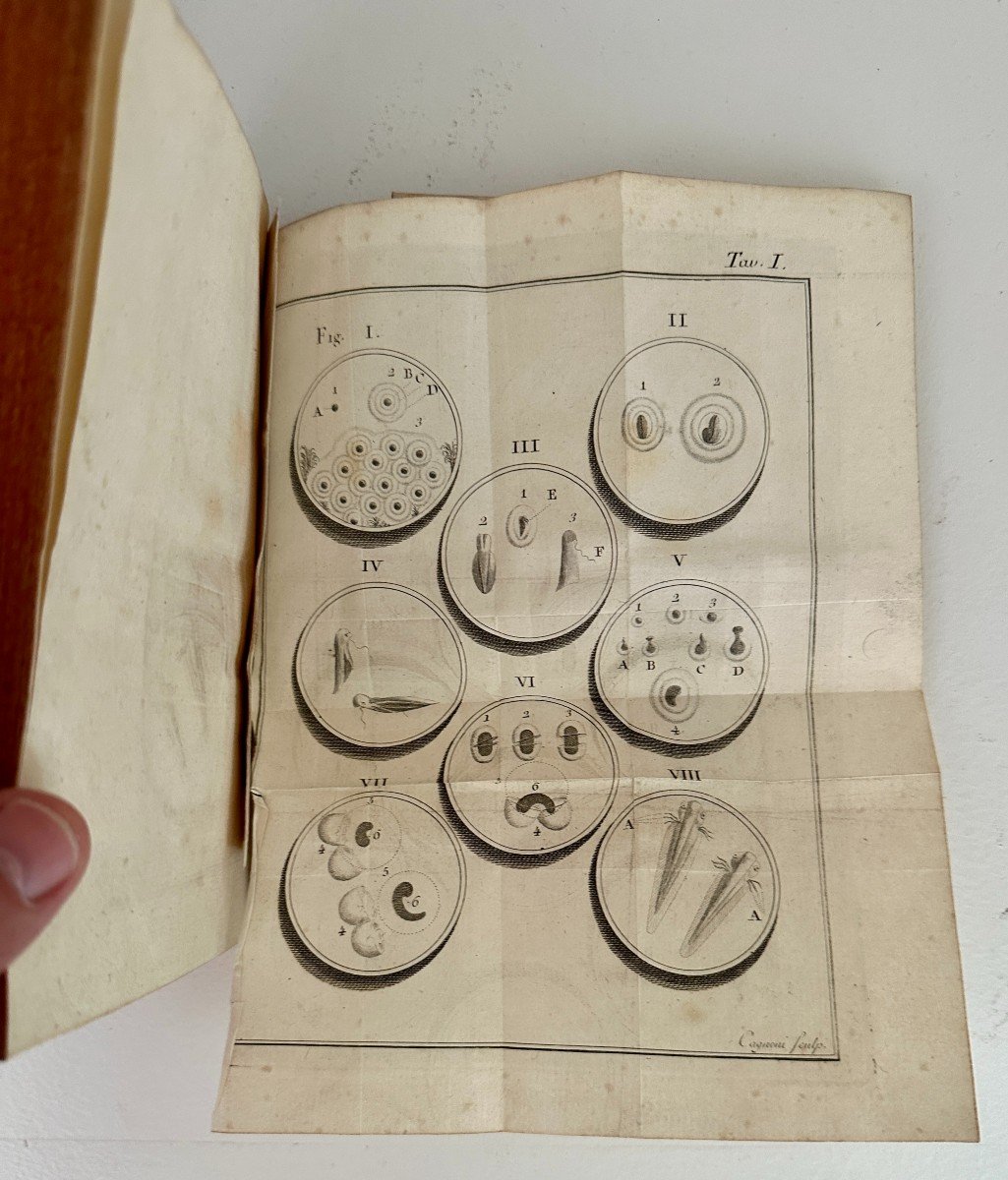 Spallanzani Experiments To Serve In The History Of Animals And Plants Senebier 1785-photo-3