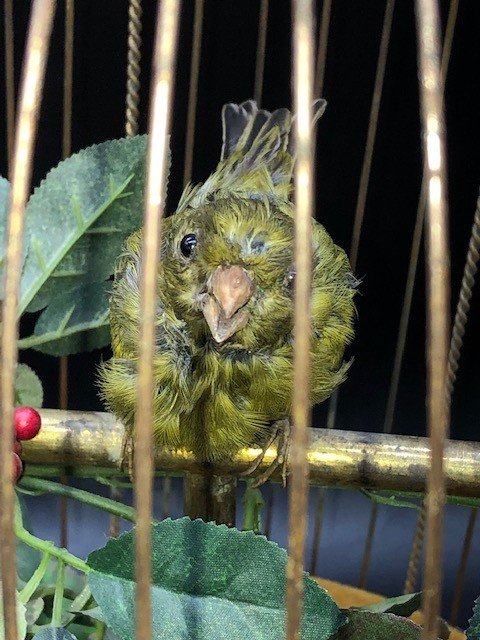 Cage Automate à Oiseau Siffleur Par Maison  Bontems-photo-1