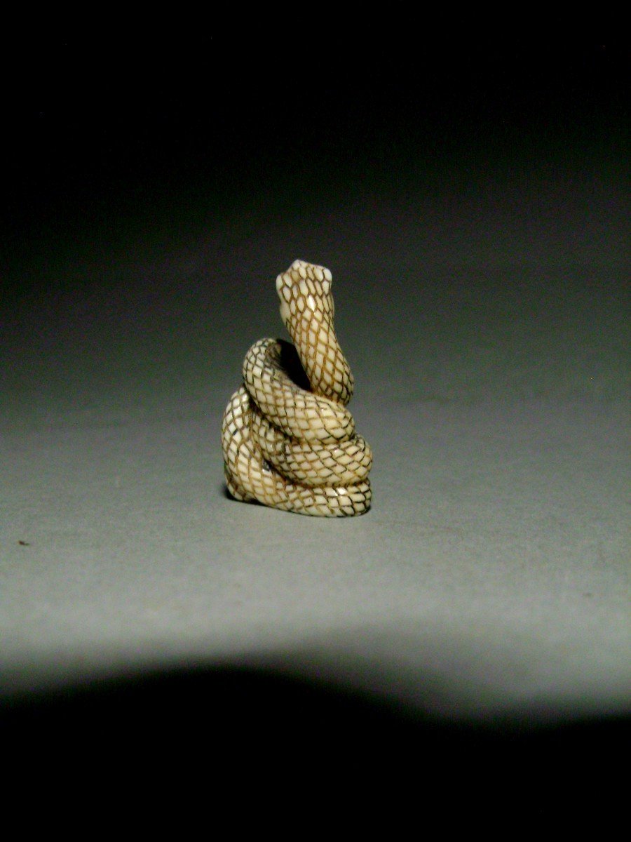 Netsuke En Ivoire. Serpent Lové. Japon époque Taisho (1912-1928 )-photo-2