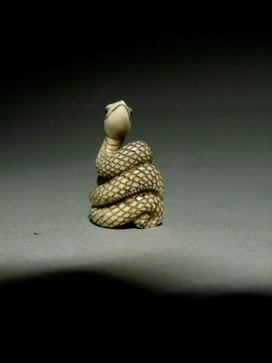 Netsuke En Ivoire. Serpent Lové. Japon époque Taisho (1912-1928 )-photo-4