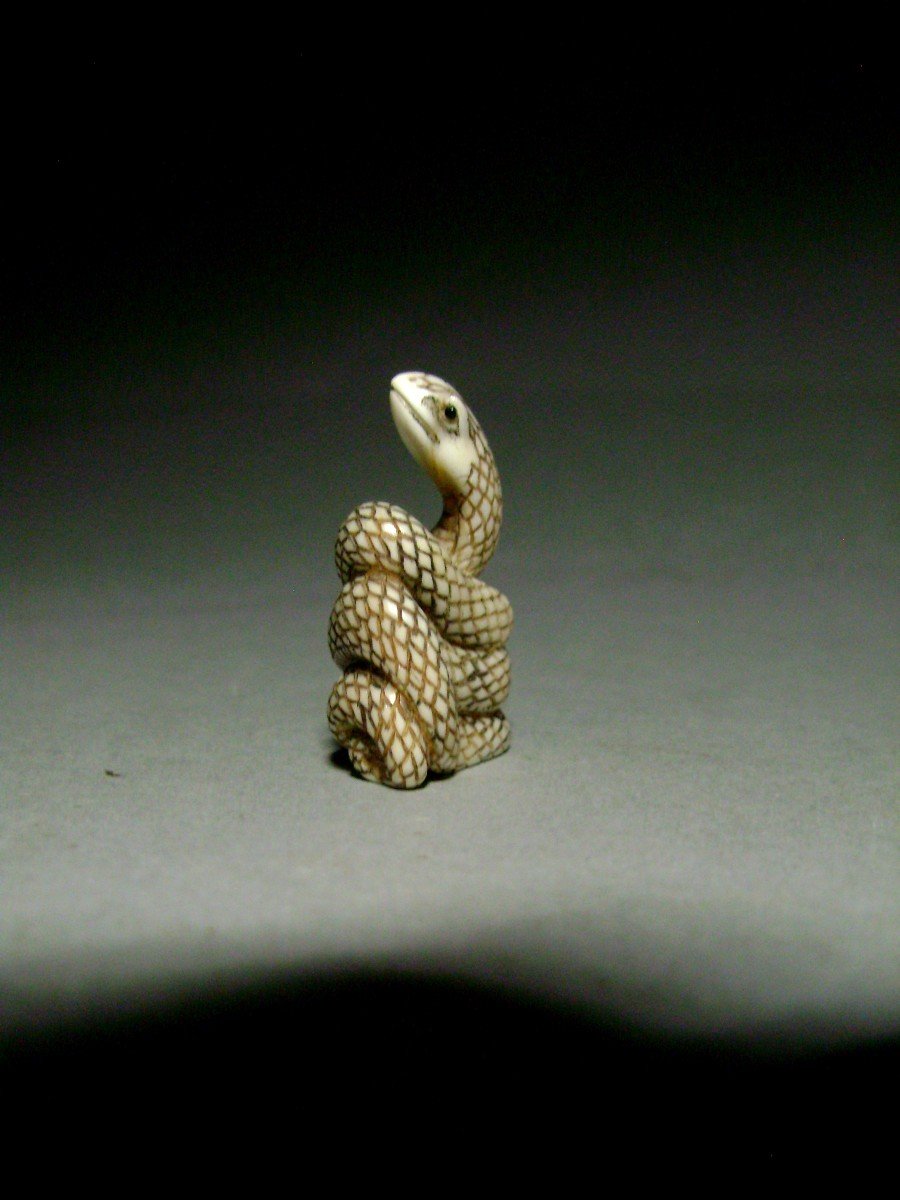 Netsuke En Ivoire. Serpent Lové. Japon époque Taisho (1912-1928 )-photo-1