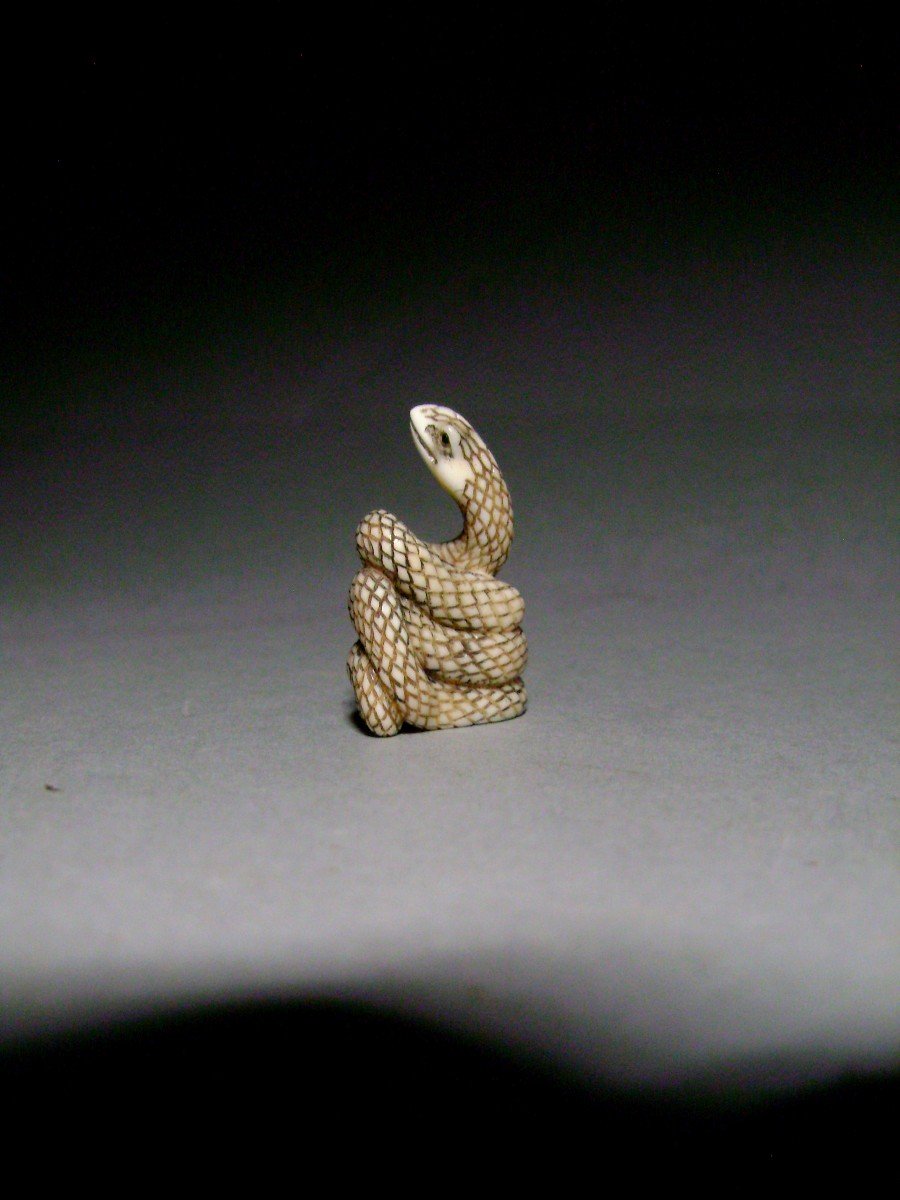 Netsuke En Ivoire. Serpent Lové. Japon époque Taisho (1912-1928 )