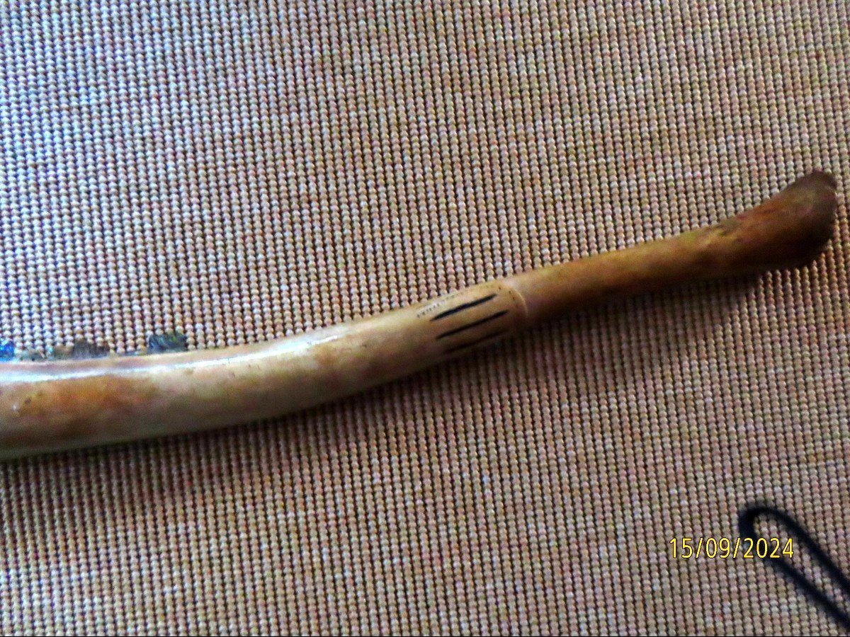 Scrimshaw. Oosik, Baculum de morse sculpté. Os Pénien. Massue. Alaska . Inuit. -photo-3