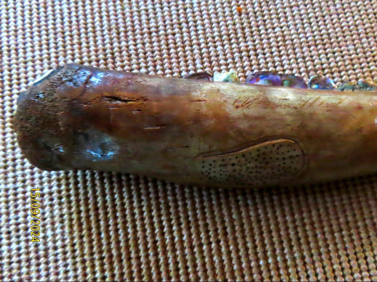 Scrimshaw. Oosik, Baculum de morse sculpté. Os Pénien. Massue. Alaska . Inuit. -photo-1