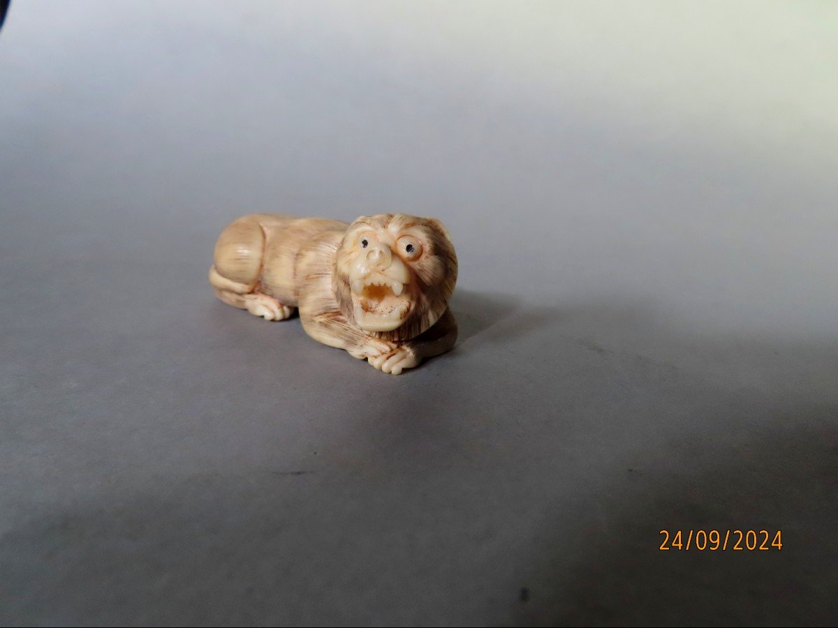 Ivory Netsuke. Lion Or Tiger? Japan Taisho Period (1912-1928)-photo-2