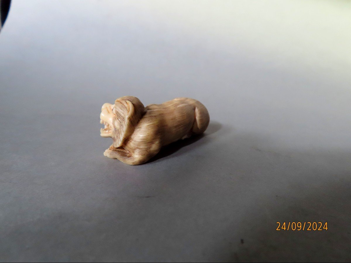 Ivory Netsuke. Lion Or Tiger? Japan Taisho Period (1912-1928)-photo-3