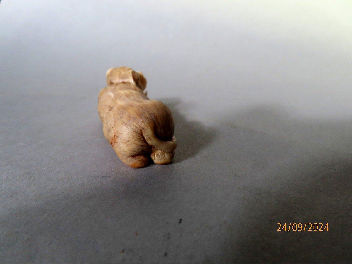 Ivory Netsuke. Lion Or Tiger? Japan Taisho Period (1912-1928)-photo-1