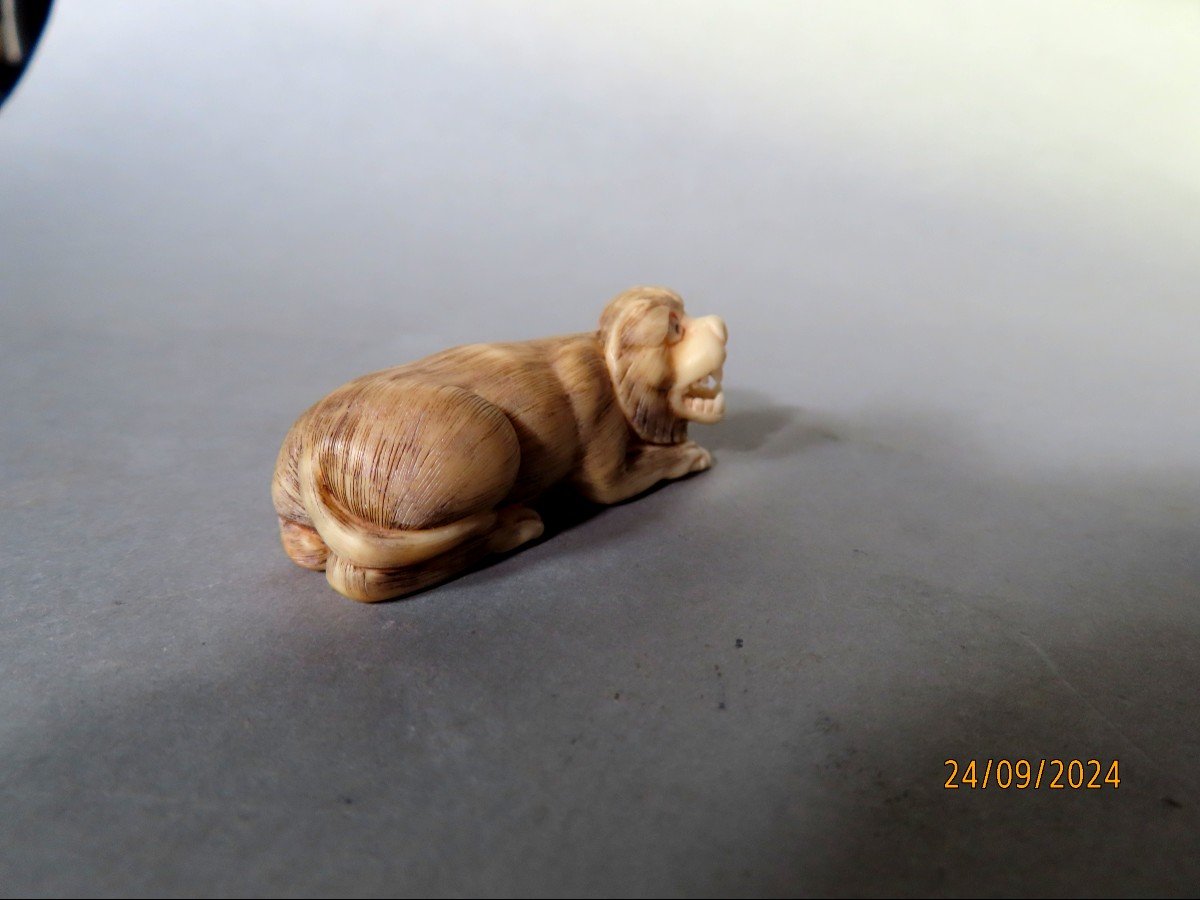 Ivory Netsuke. Lion Or Tiger? Japan Taisho Period (1912-1928)-photo-2