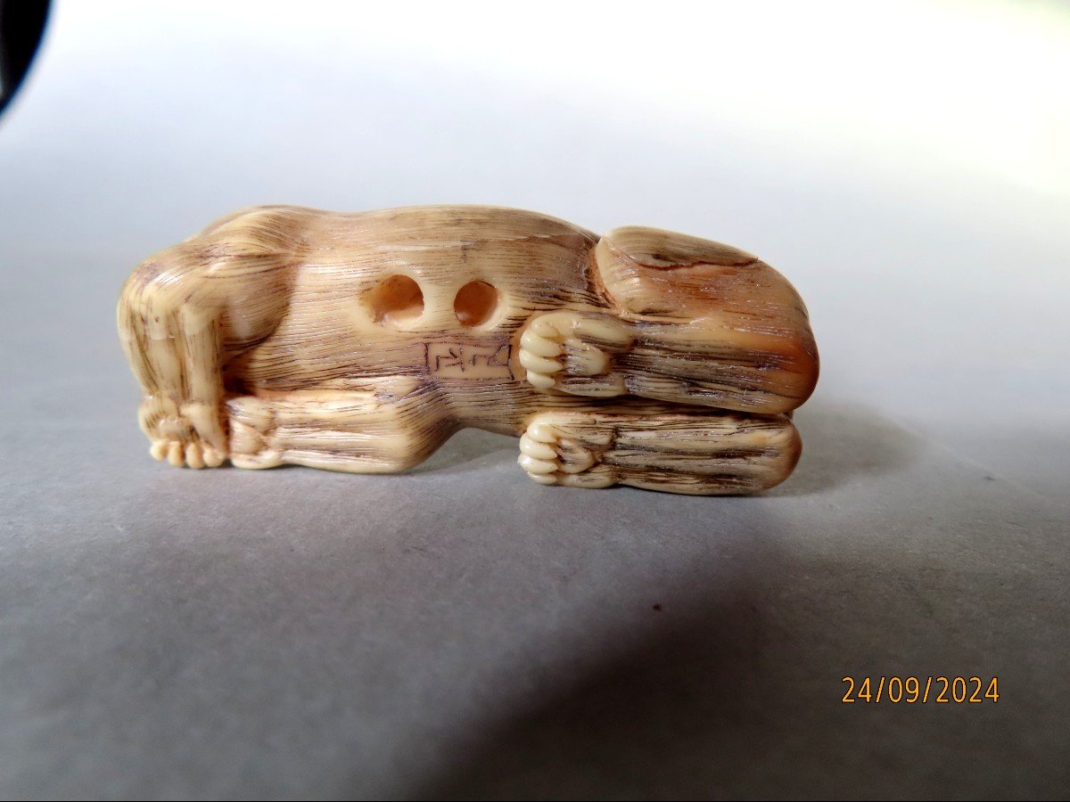 Ivory Netsuke. Lion Or Tiger? Japan Taisho Period (1912-1928)-photo-3