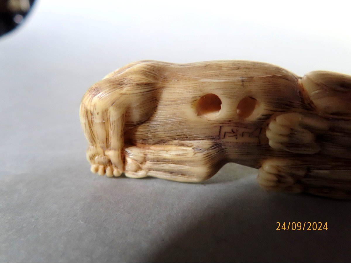 Ivory Netsuke. Lion Or Tiger? Japan Taisho Period (1912-1928)-photo-4