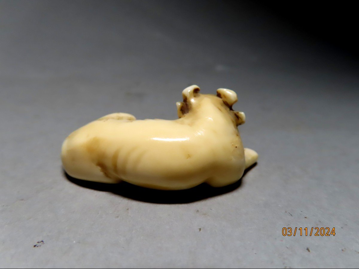 Ivory Netsuke. Lying Rice Buffalo. Japan Edo Period (1603-1868)-photo-3