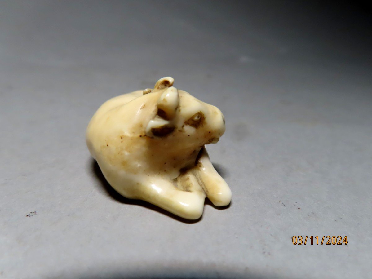 Ivory Netsuke. Lying Rice Buffalo. Japan Edo Period (1603-1868)-photo-4