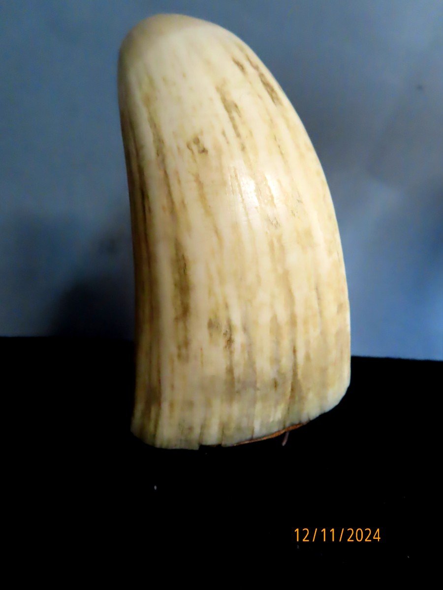 Scrimshaws, Four Sperm Whale Teeth. 19th Century-photo-2