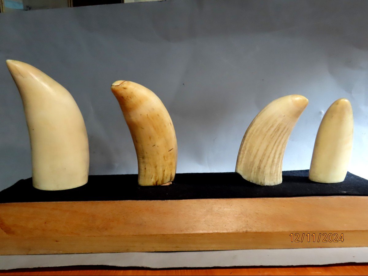 Scrimshaws, Four Sperm Whale Teeth. 19th Century-photo-5