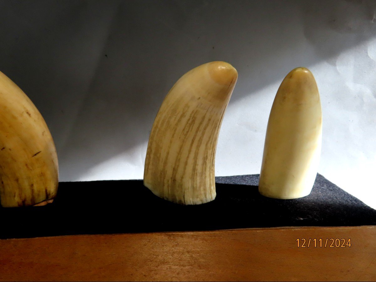 Scrimshaws, Four Sperm Whale Teeth. 19th Century-photo-7